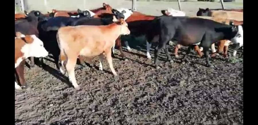 Lote 35 Terneros/as en Villaguay, Entre Ríos