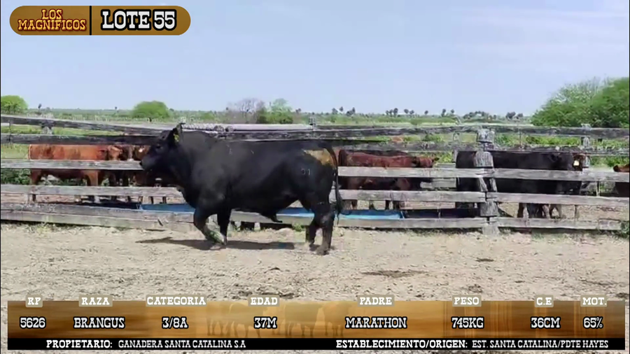 Lote LOTE 55- POR PANTALLA