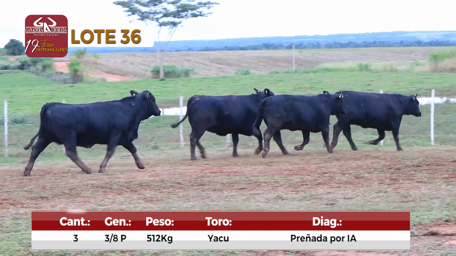 Lote Reproductores de Alborada - Lote 36