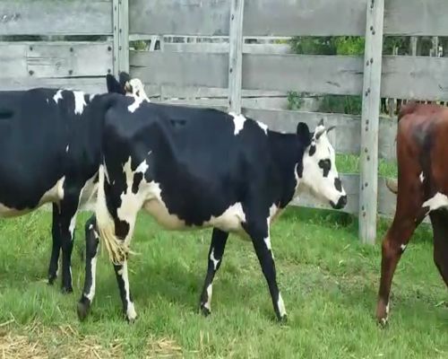 Lote (Vendido)6 Vaquillonas 1 a 2 años NORMANDAS 300kg -  en PLAYA FOMENTO