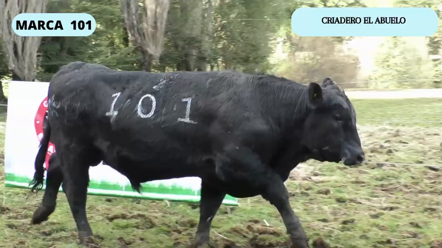 Lote 1 Toro en Coyhaique, XI Región Aysén