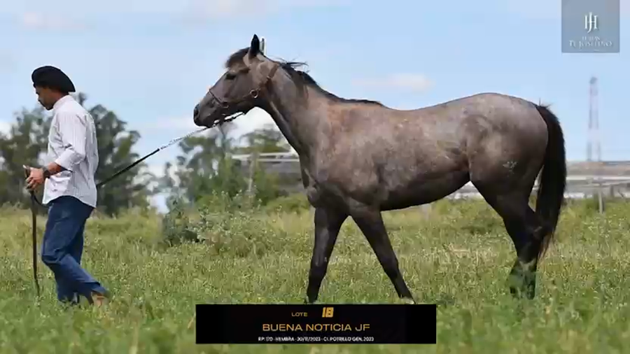 Lote BUENA NOTICIA JF