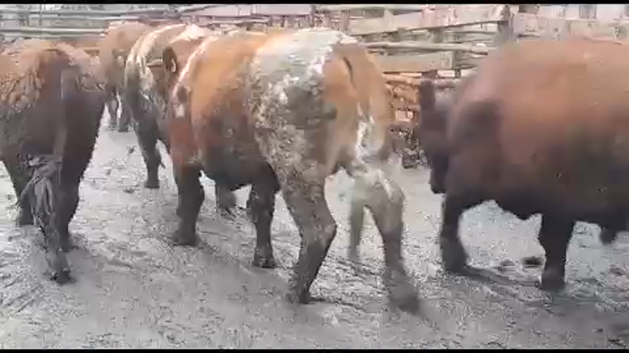 Lote 45 Novillo Gordo en Yerbas Buenas, VII  Región Maule