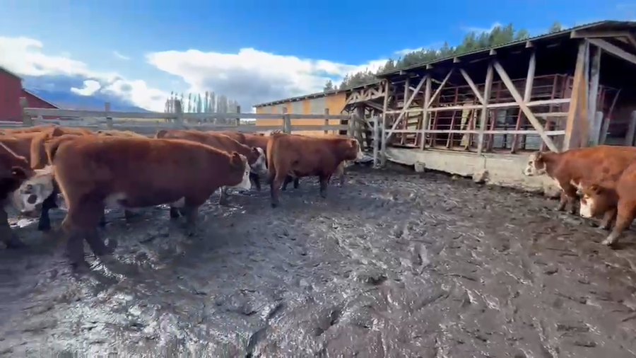 Lote 49 Novillo Engorda en Coyhaique, XI Región Aysén
