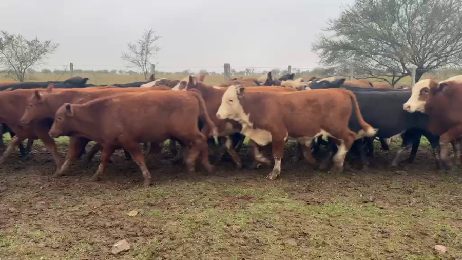 Lote 70 Terneros
