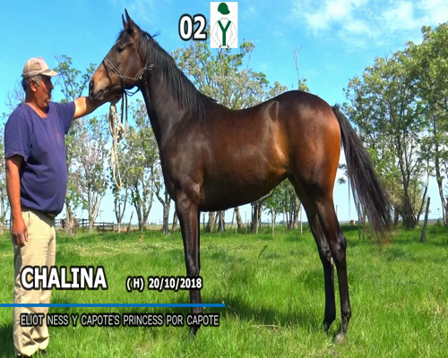 Lote CHALINA
