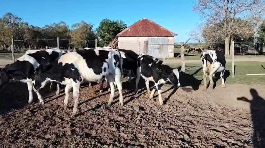 Lote 10 Terneros a remate en Pantalla Camy, San José