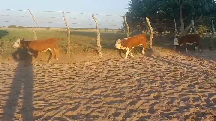 Lote 125 Terneros/as