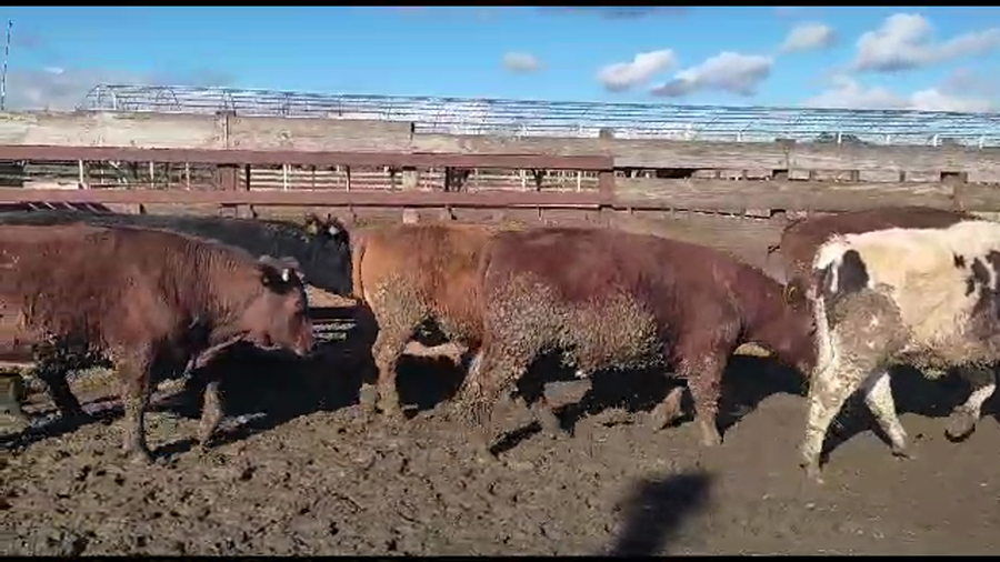 Lote 20 Novillo Gordo en Los Ángeles, VIII Región Biobío