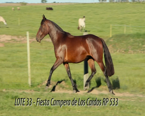 Lote FIESTA CAMPERA DE LOS CARDOS