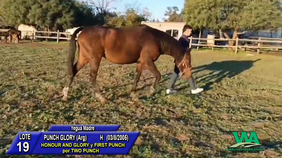Lote PUNCH GLORY (Arg)