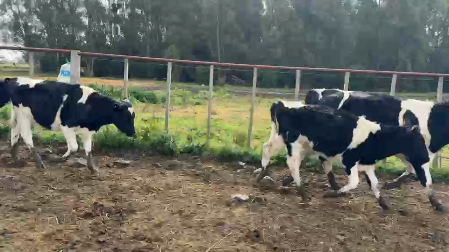 Lote TERNEROS