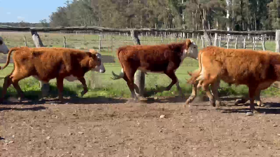 Lote 80 Terneros en Corrientes, Tapebicuá