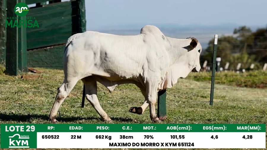 Lote Lote 29