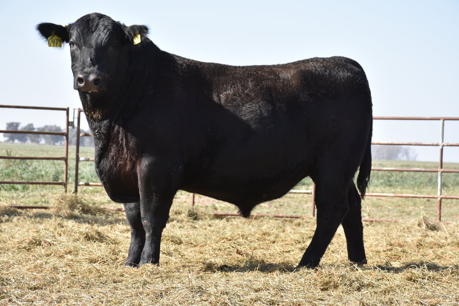 Lote TOROS (Corral 1)