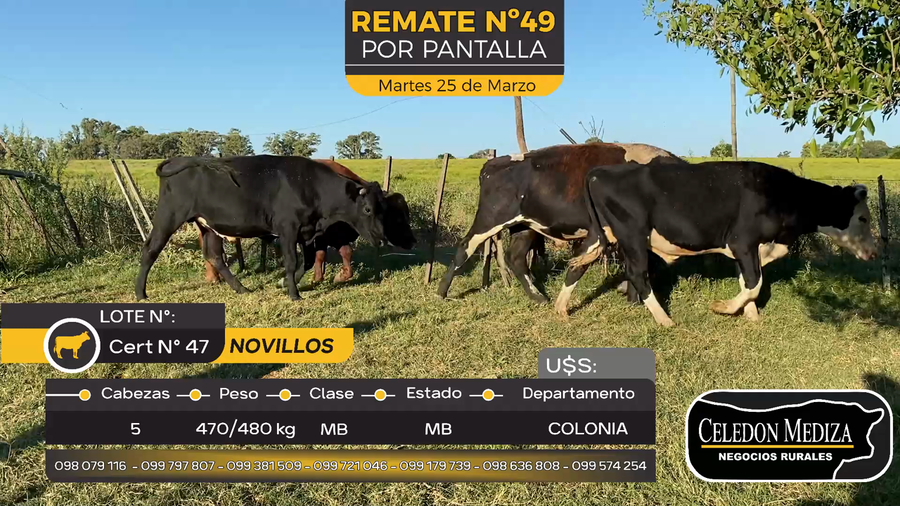 Lote 5 Novillos en La Horqueta, Colonia