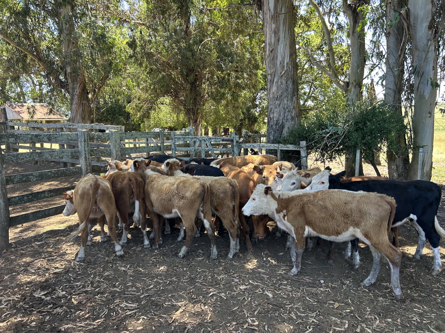 Lote Vaquillonas 1a2