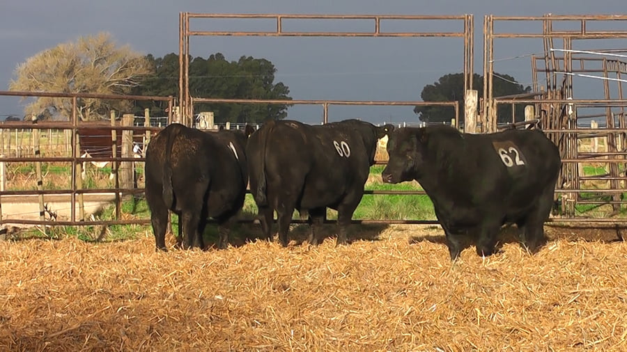 Lote TOROS ANGUS NEGROS PC