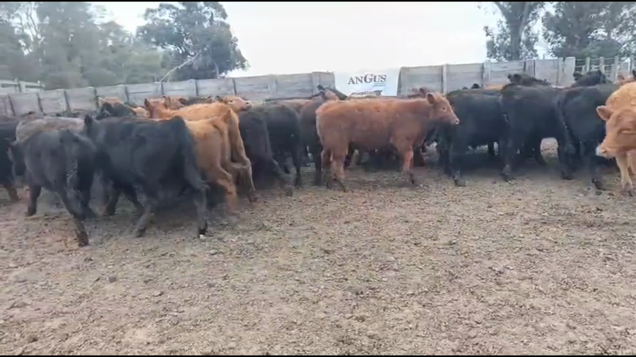 Lote 62 Terneros