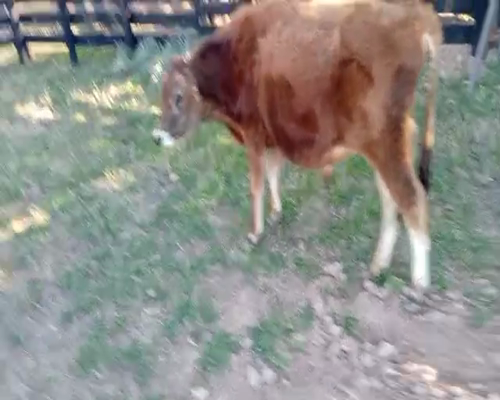 Lote La magdalena 1 toro 1417