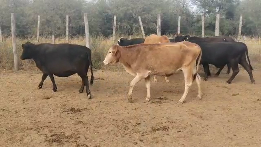 Lote 35 Vacas de invernar en Quimilí, Santiago del Estero