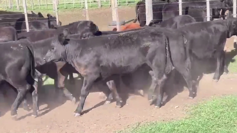 Lote 71 TERNS. MACHOS Y HEMBRAS, CNEL. SUAREZ, BS. AS.