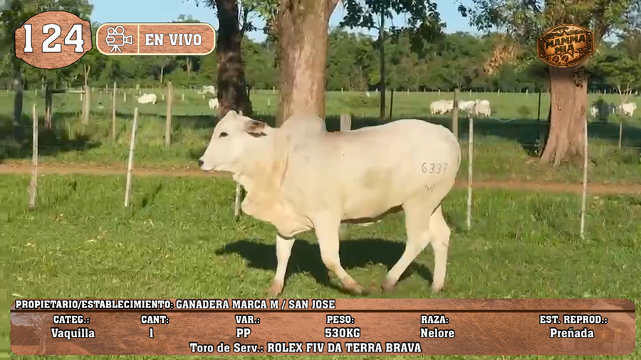 Lote LOTE 124 -EN VIVO
