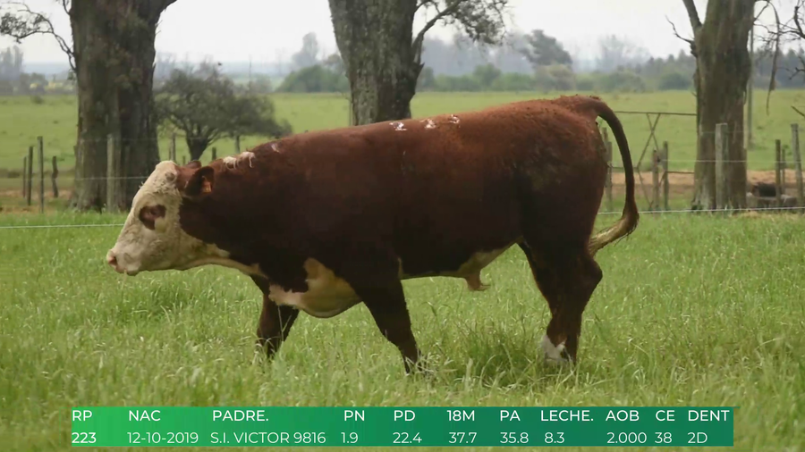Lote Toros POLLED HEREFORD a remate en 4º  Remate  Anual Cabaña El Treból en Liga de Trabajo de Guichón