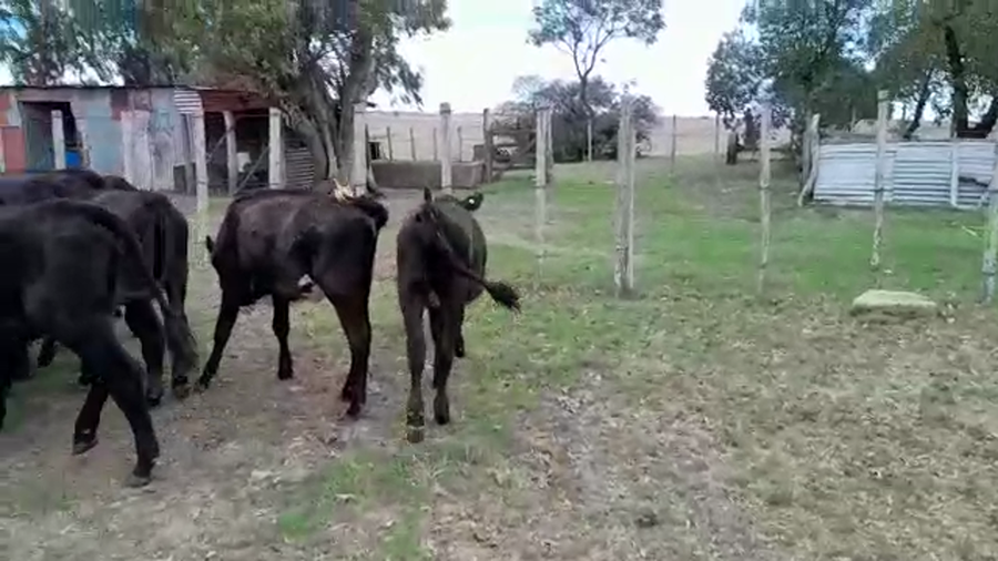 Lote 26 Vaquillonas  Angus y Cruzas a remate en Pantalla Camy en San Gregorio