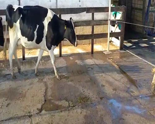 Lote Suc. Nestor Perassi