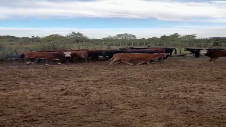 Lote 65 Terneros en Villa Paranacito, Entre Ríos