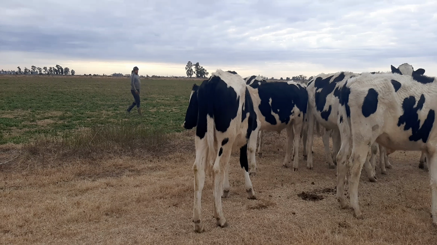 Lote 11 Novillitos en Sunchales, Santa Fe