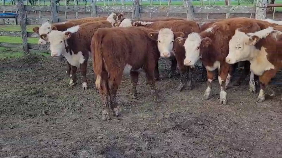 Lote 50 Terneras en Villaguay, Entre Ríos