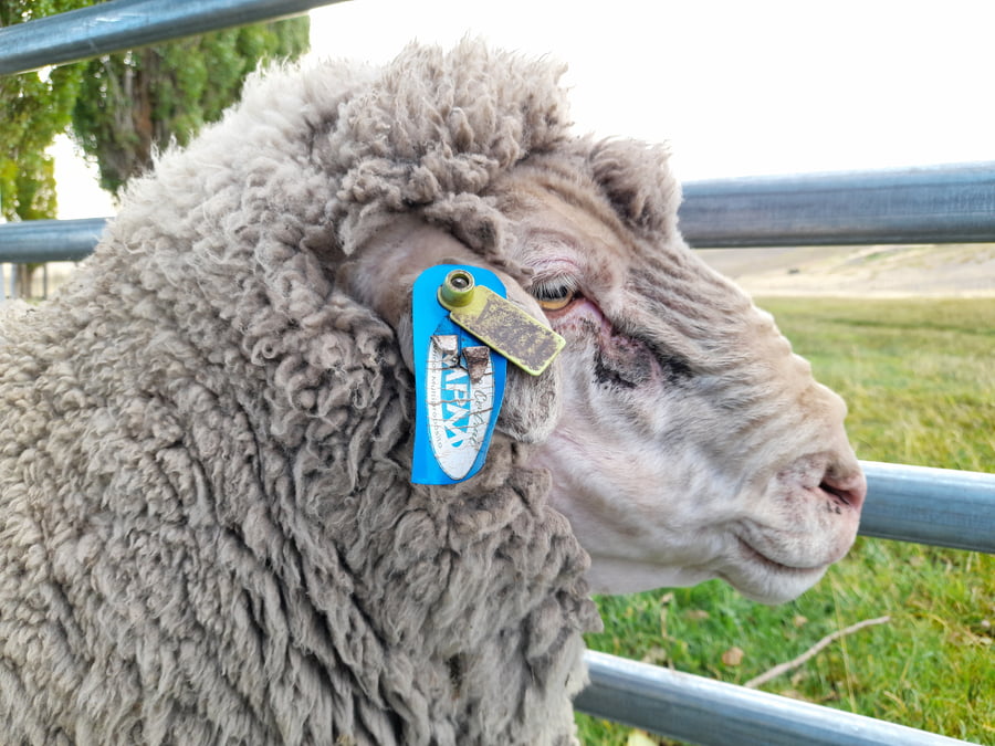 Lote Carnero TOP A, 18-0521