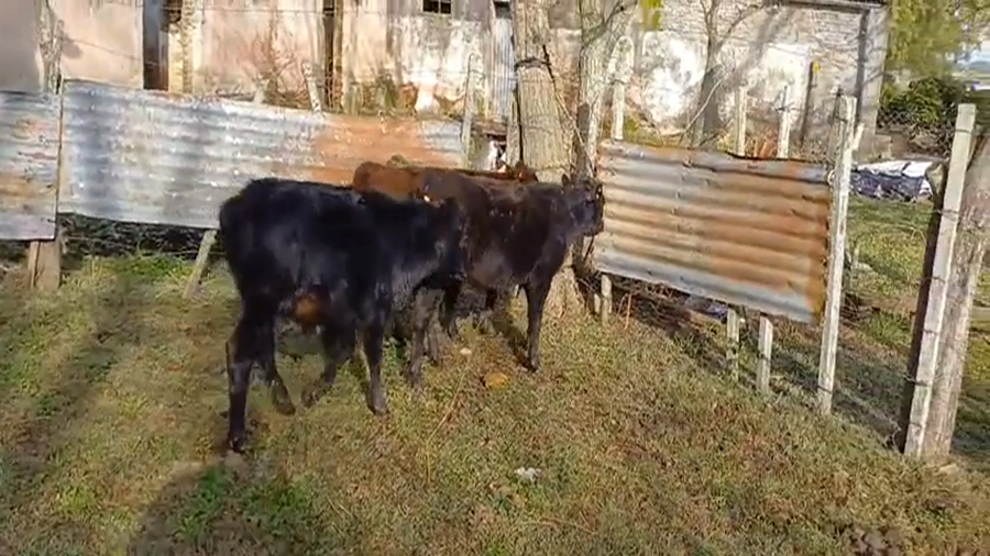 Lote (Vendido)3 Terneros AA a remate en #45 Pantalla Carmelo  120kg -  en Monzon