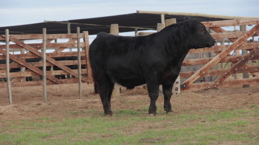 Lote TOROS PUROS DE PEDIGREE