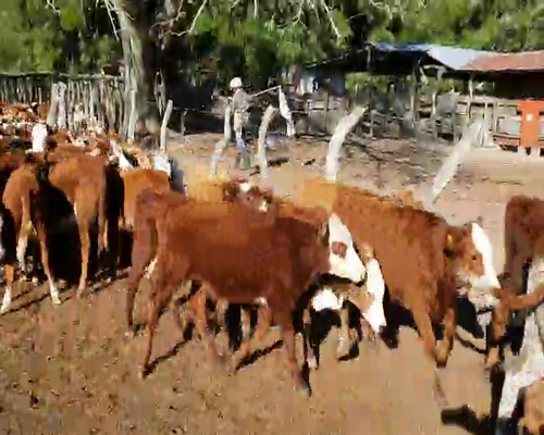 Lote 105 Terneros/as en San Roque, Corrientes