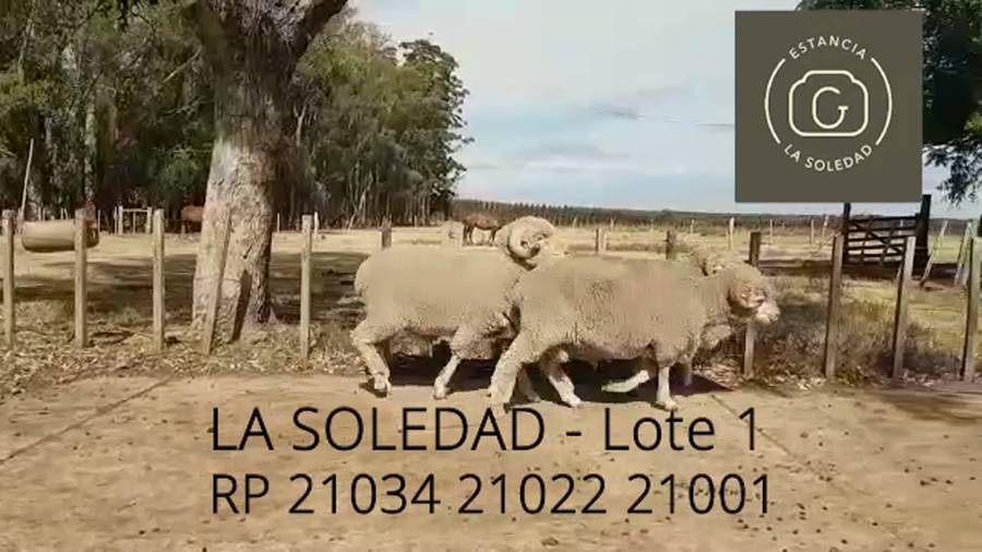 Lote Lote 1 La Soledad