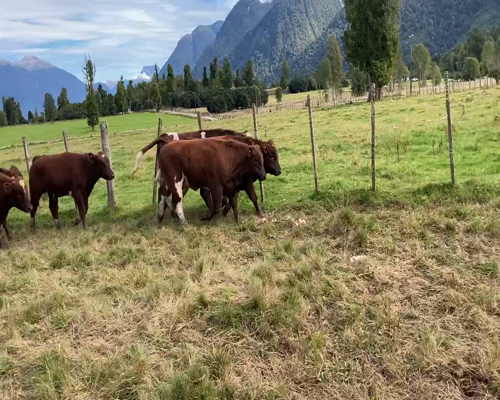 Lote 15 Ternero en Cisnes, XI Región Aysén