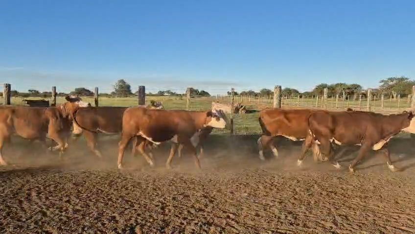 Lote 35 Vacas nuevas Preñadas