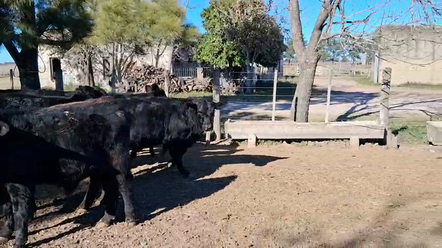 Lote 15 Terneros/as Angus en Gdor. Crespo, Santa Fe