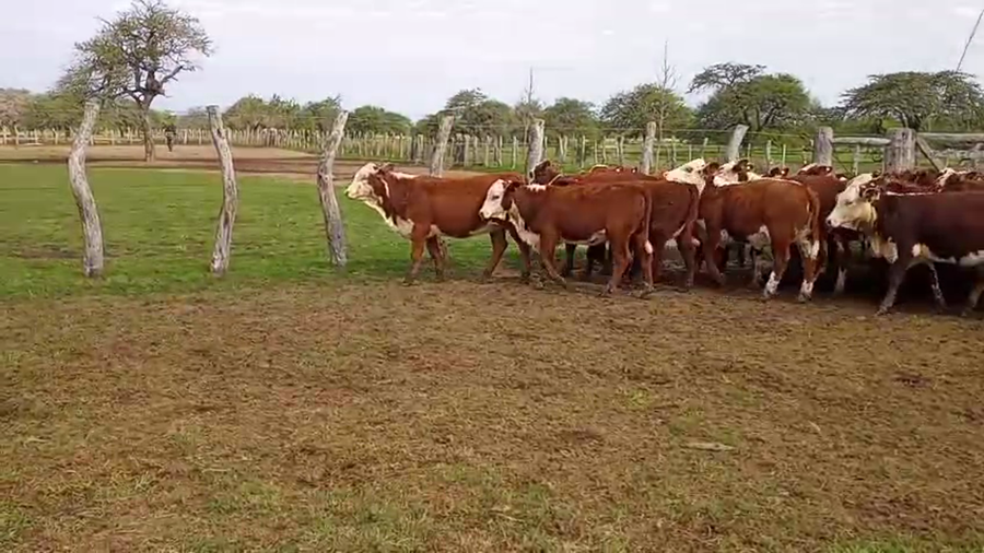Lote 110 Terneras en Corrientes, Mercedes