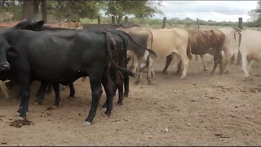 Lote 32 Vacas nuevas Preñadas en Quimilí, Santiago del Estero