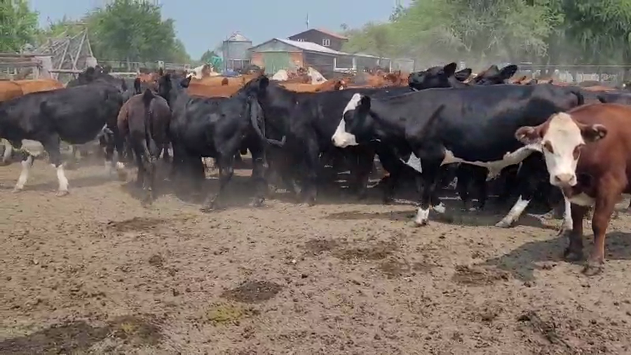 Lote 60 Novillitos y vaquillonas en Entre Ríos, Villaguay