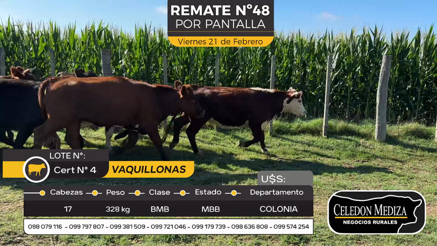 Lote 17 Vaquillonas  en Agraciada, Colonia