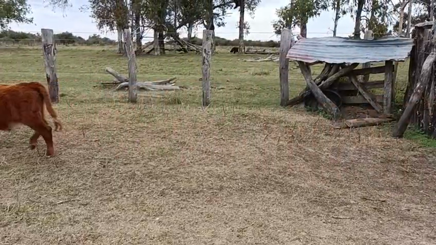 Lote 43 Terneros