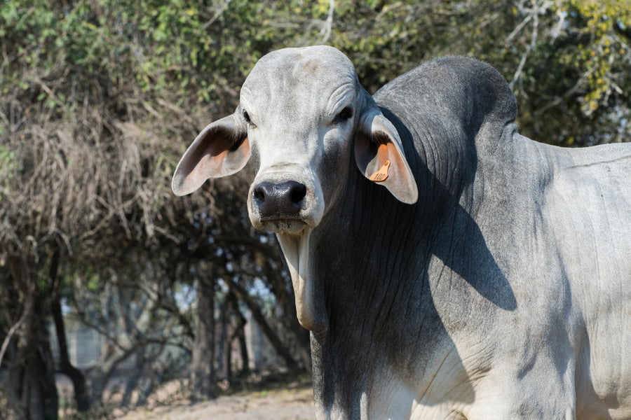 Lote Corral 19 - CABAÑA DON TOMAS