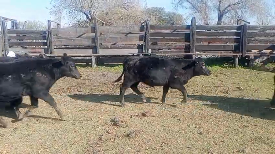 Lote 68 Terneros/as