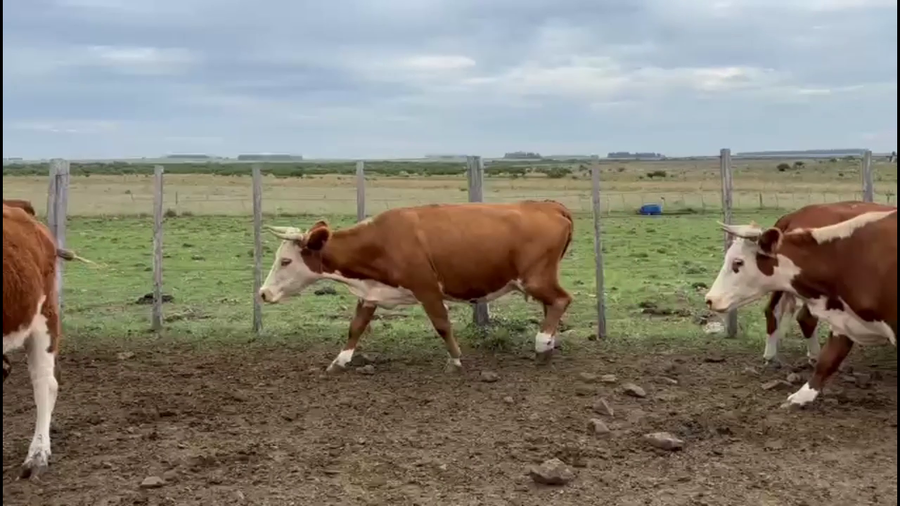 Lote VACAS PREÑADAS