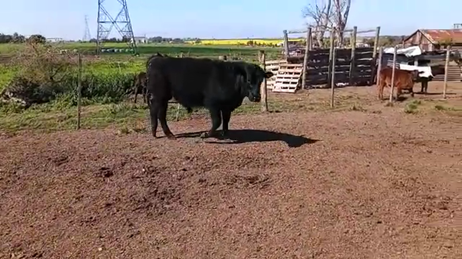 Lote Toros ANGUS a remate en PANTALLA CAMY - SAN JOSE  1500 VACUNOS 260kg - , San José